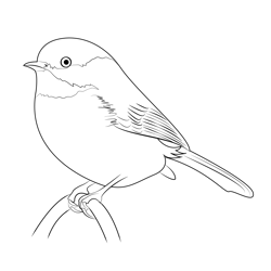 Chickadee 1 Free Coloring Page for Kids