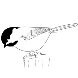 Chickadee 10 Free Coloring Page for Kids