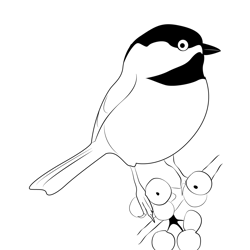 Chickadee 11 Free Coloring Page for Kids