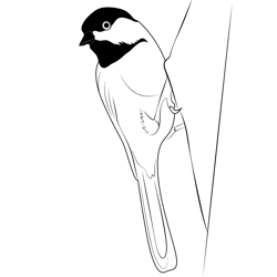 Chickadee 12 Free Coloring Page for Kids