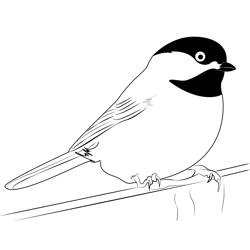 Chickadee 2 Free Coloring Page for Kids