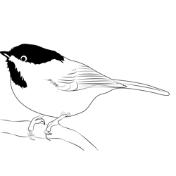 Chickadee 3 Free Coloring Page for Kids