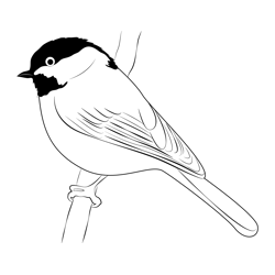 Chickadee 4 Free Coloring Page for Kids