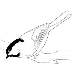 Chickadee 5 Free Coloring Page for Kids