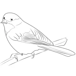 Chickadee 6 Free Coloring Page for Kids