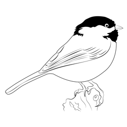 Chickadee 7 Free Coloring Page for Kids