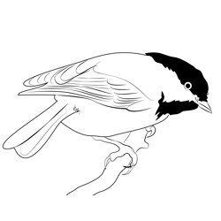 Chickadee 8 Free Coloring Page for Kids