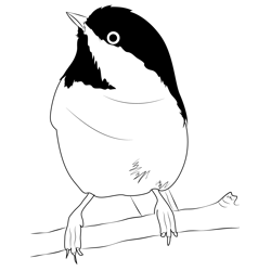 Chickadee Bird Free Coloring Page for Kids