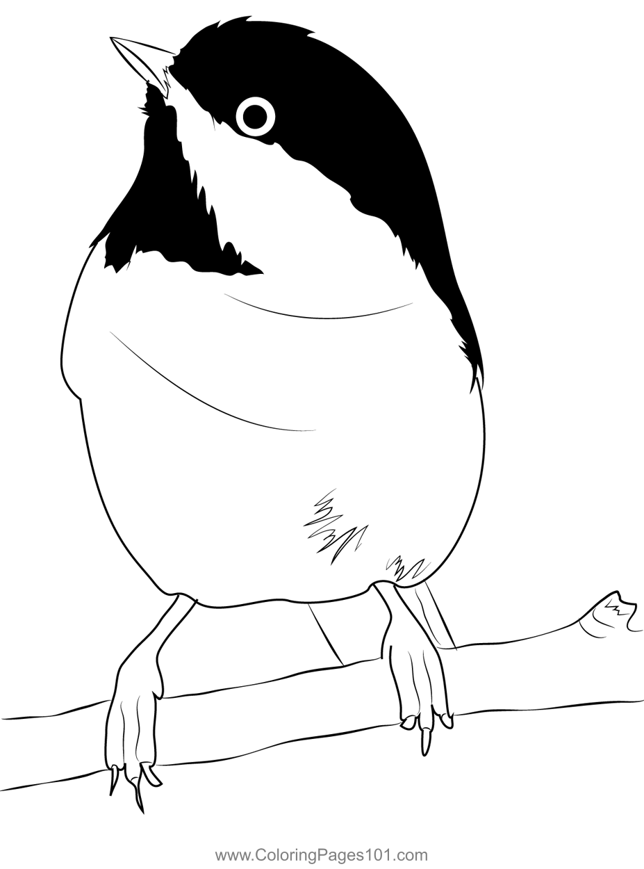 Chickadee Bird