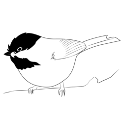 Chickadee Free Coloring Page for Kids