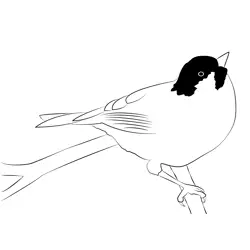 Coal Tit 10 Free Coloring Page for Kids