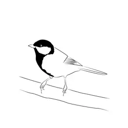 Coal Tit 3 Free Coloring Page for Kids