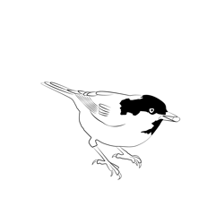 Coal Tit 4 Free Coloring Page for Kids