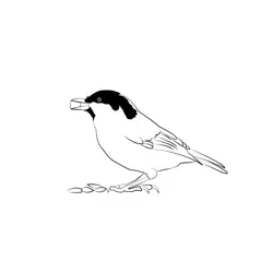 Coal Tit 5 Free Coloring Page for Kids