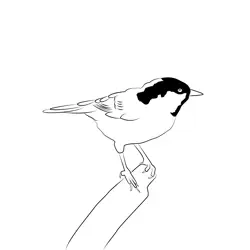 Coal Tit 6 Free Coloring Page for Kids