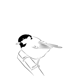 Coal Tit 7 Free Coloring Page for Kids
