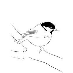 Coal Tit 9 Free Coloring Page for Kids