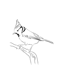 Crested Tit 1 Free Coloring Page for Kids