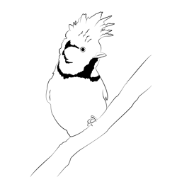 Crested Tit 2 Free Coloring Page for Kids