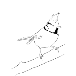 Crested Tit 3 Free Coloring Page for Kids