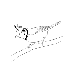 Crested Tit 5 Free Coloring Page for Kids