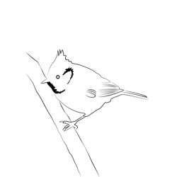Crested Tit 6 Free Coloring Page for Kids