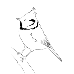 Crested Tit 7 Free Coloring Page for Kids