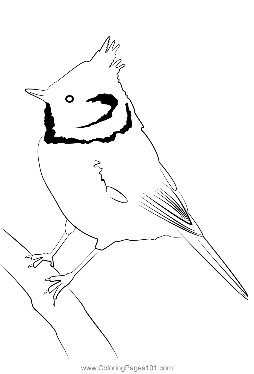 Crested Tit 7