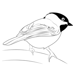 Gorgeous Carolina Chickadee Free Coloring Page for Kids