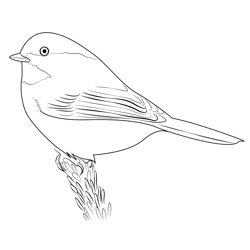 Gray Headed Chickadee Free Coloring Page for Kids