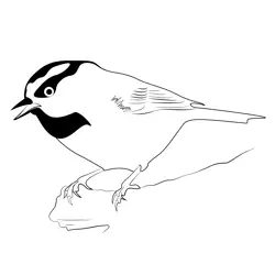 Mountain Chickadee Free Coloring Page for Kids