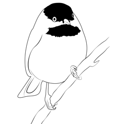 Winter Trails Day Chickadee Free Coloring Page for Kids
