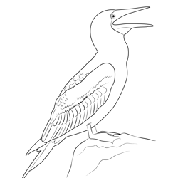 Blue Footed Booby 1 Free Coloring Page for Kids