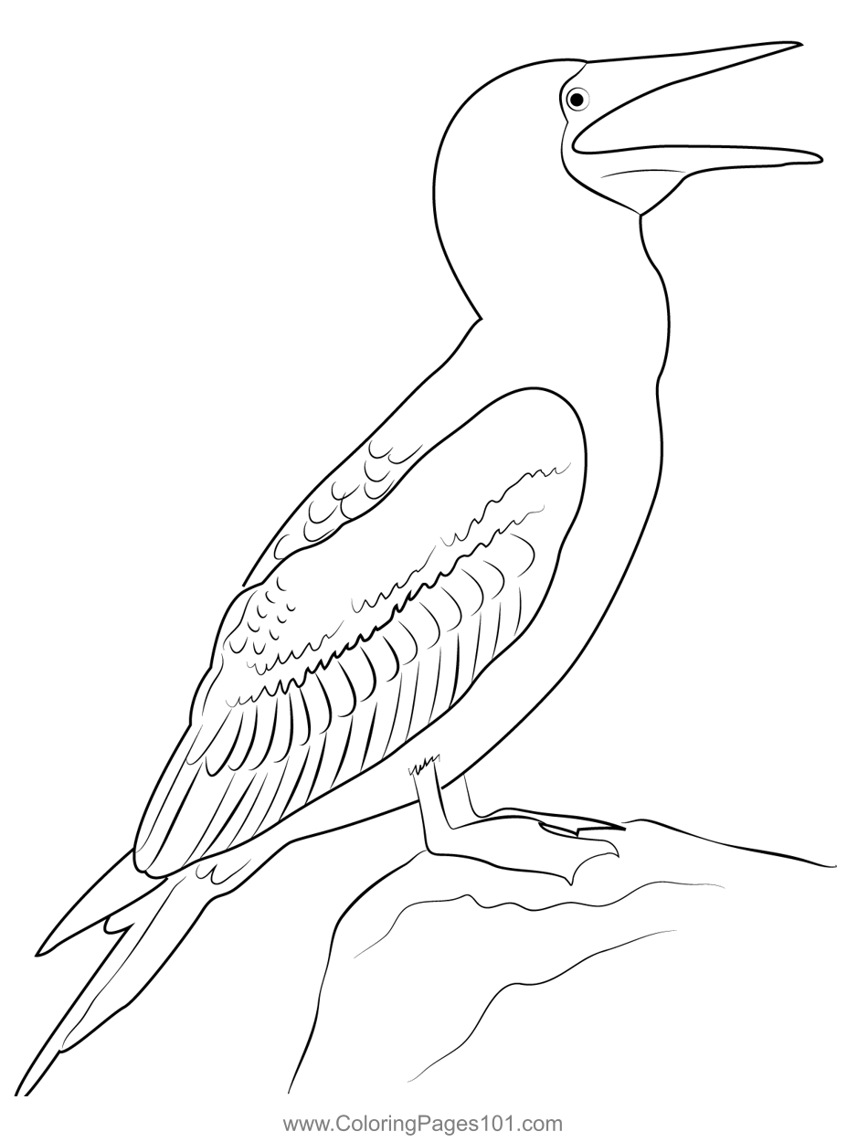 Blue Footed Booby 1 Coloring Page for Kids - Free Boobies and Gannets ...