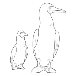 Blue Footed Booby 2 Free Coloring Page for Kids