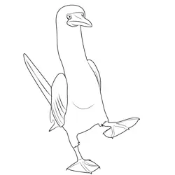 Blue Footed Booby 3 Free Coloring Page for Kids