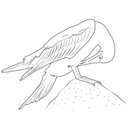 Blue Footed Booby 4 Free Coloring Page for Kids