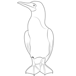 Blue Footed Booby 5 Free Coloring Page for Kids