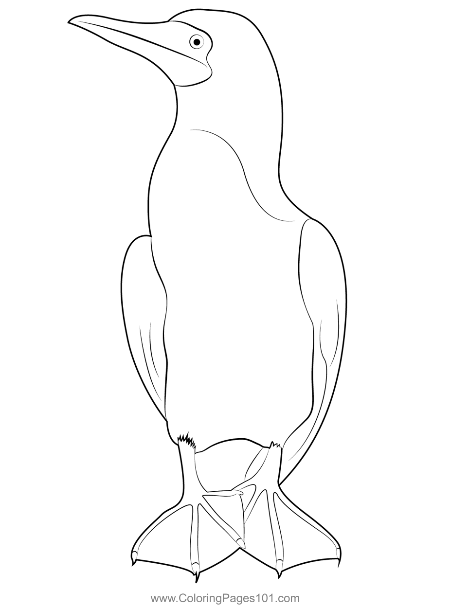 Blue Footed Booby 5 Coloring Page for Kids - Free Boobies and Gannets