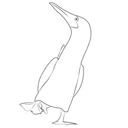 Blue Footed Booby 6 Free Coloring Page for Kids