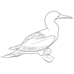 Blue Footed Booby 7 Free Coloring Page for Kids