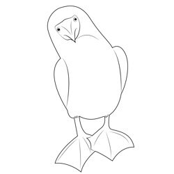 Blue Footed Booby 9 Free Coloring Page for Kids