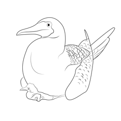 Blue Footed Booby Free Coloring Page for Kids