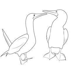 Blue Footed Booby Dance Free Coloring Page for Kids