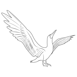 Blue Footed Booby Fly Wing Free Coloring Page for Kids