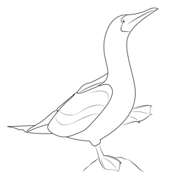 Blue Footed Booby Free Coloring Page for Kids
