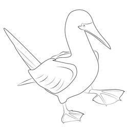 Blue Footed Booby Walking Free Coloring Page for Kids