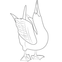 Blue Footed Booby Free Coloring Page for Kids