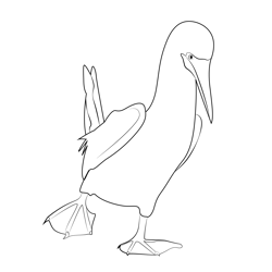 Blue-footed booby Free Coloring Page for Kids