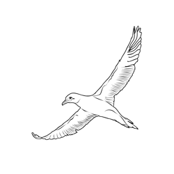 Gannet 1 Free Coloring Page for Kids